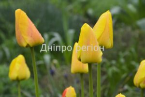 Чим підживити тюльпани навесні: три етапи підживлення для великих та яскравих квіток