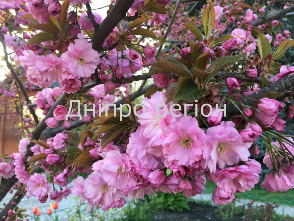 27 квітня — день Мартіна: прикмети погоди та що категорично не можна робити 27 квітня — день Мартіна: прикмети погоди та що категорично не можна робити