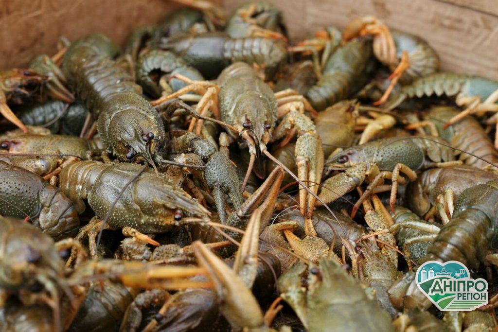 На Дніпропетровщині браконьєр під виглядом бананів транспортував живих раків (ВІДЕО)