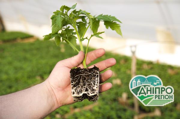 Коли не можна підживлювати розсаду: доречні поради