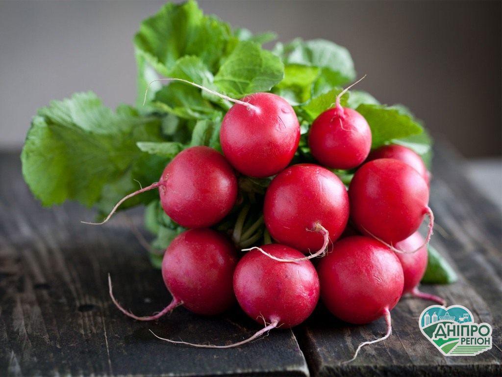 Редиска: кому корисна, а кому смертельно небезпечна