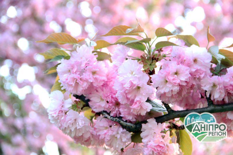 На Дніпропетровщині зацвів найбільший сад сакур