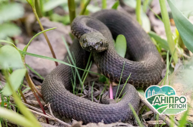 Увага! На Дніпропетровщині активізувались змії