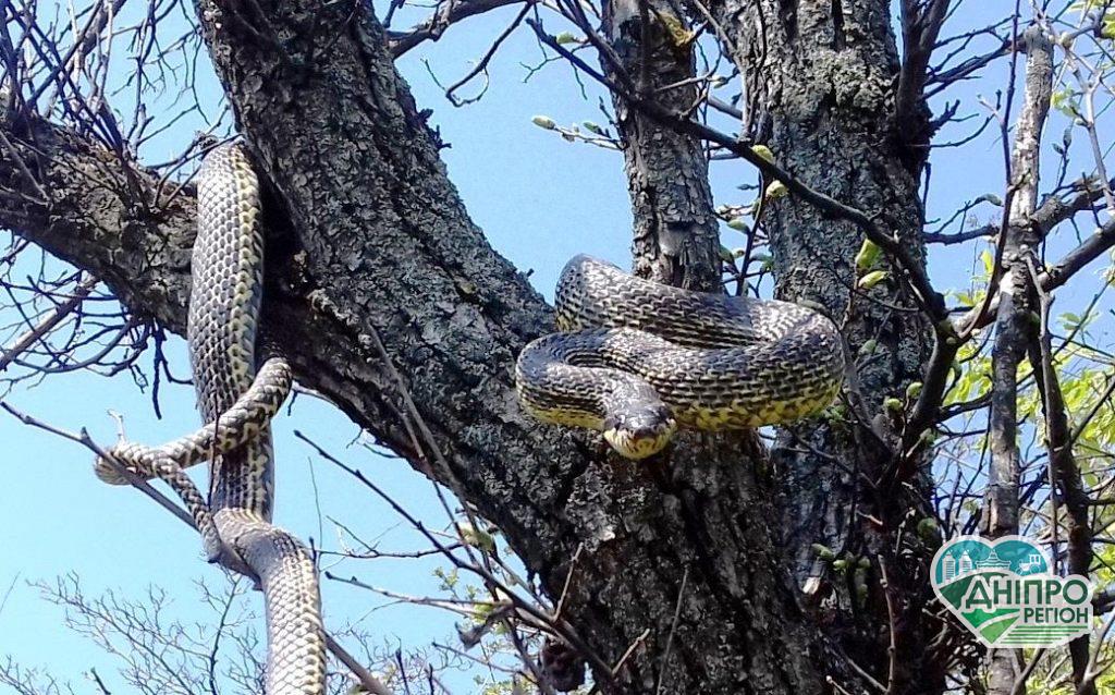 Змії довжиною 2 метри спароваються над головами у людей на Хортиці у Запоріжжі (ФОТО)