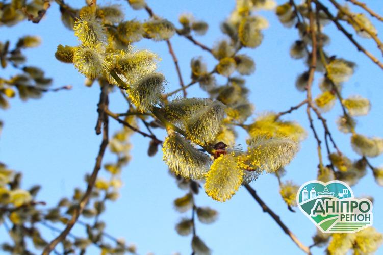 Вербна неділя 2021: що категорично заборонено робити в цей день Вербна неділя 2021: що категорично заборонено робити в цей день