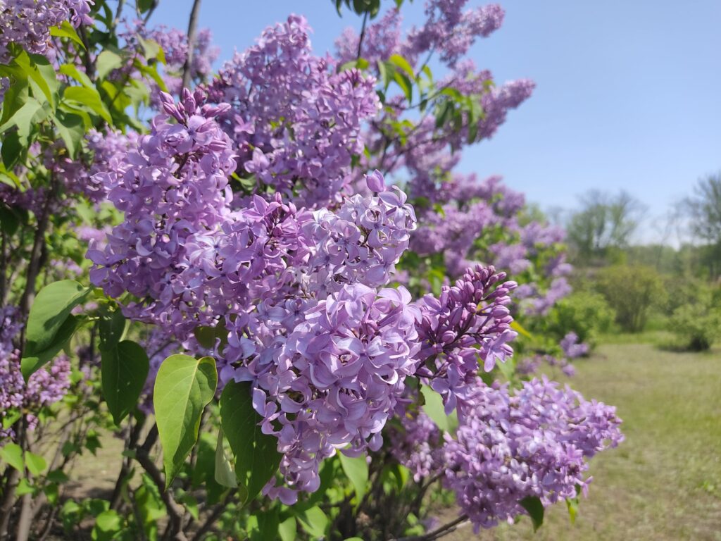 12 травня - день цілителів: робіть тількі добрі страви