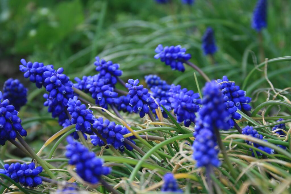 11 травня – Максимів день: традиції, заборони і прикмети 11 травня – Максимів день: традиції, заборони і прикмети