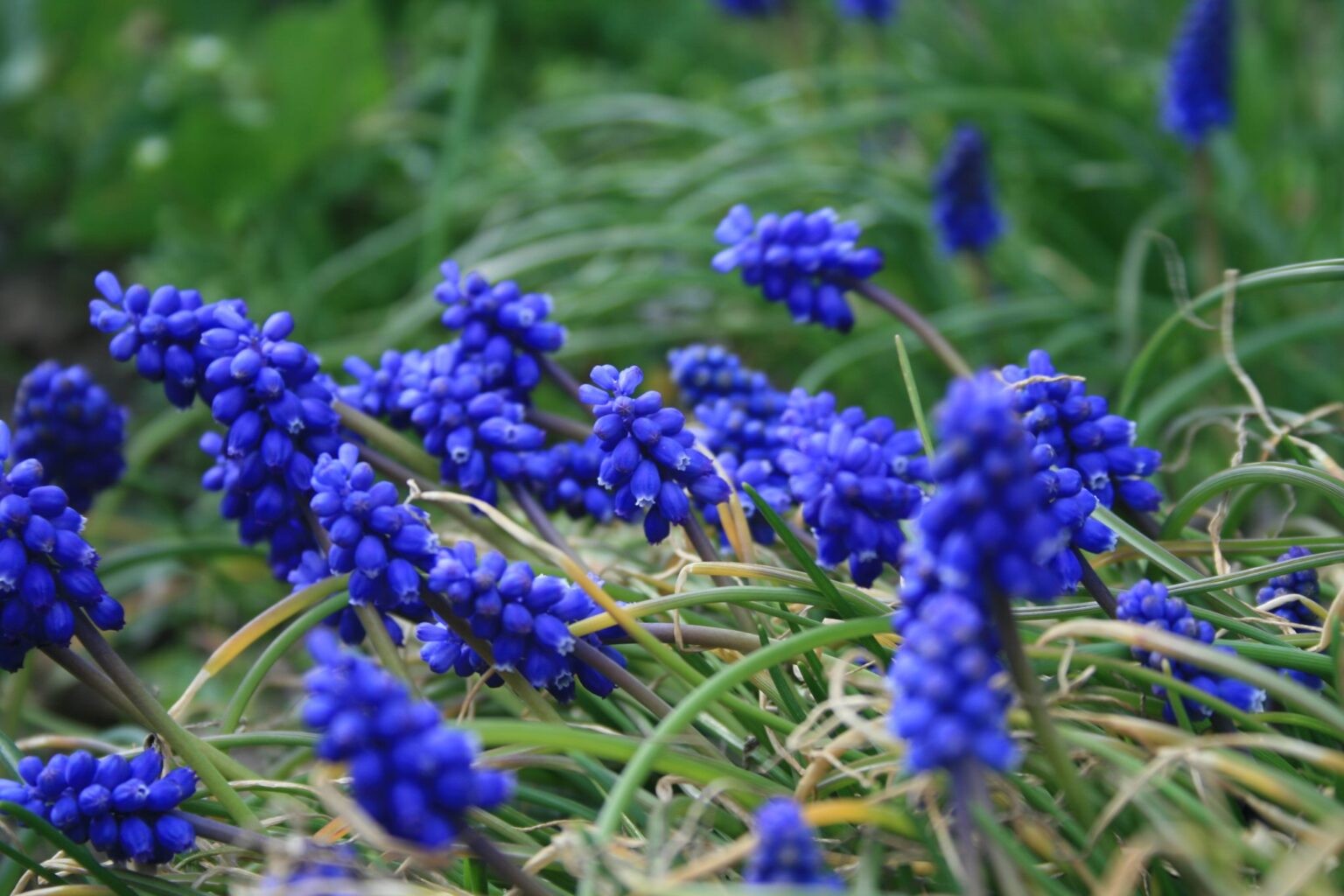 11 травня – Максимів день: традиції, заборони і прикмети 11 травня – Максимів день: традиції, заборони і прикмети