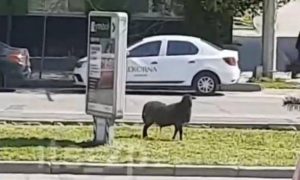 У Запоріжжі все місто шукає барана Валеру, який втік з ресторану і став зіркою соцмереж (ВІДЕО)