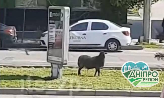 У Запоріжжі все місто шукає барана Валеру, який втік з ресторану і став зіркою соцмереж (ВІДЕО)