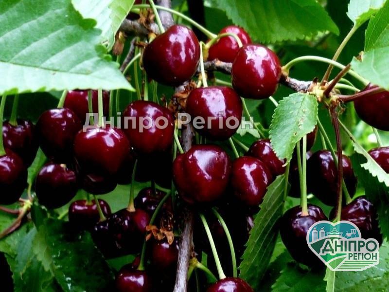 Чи будемо цього року з черешнями: аграрії прогнозують рекорд Чи будемо цього року з черешнями: аграрії прогнозують рекорд