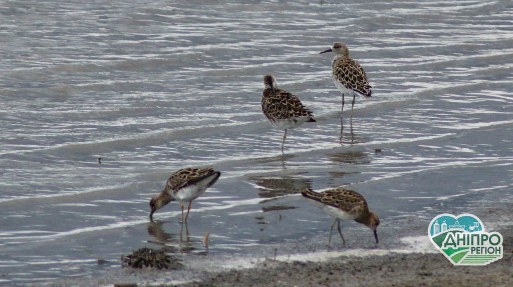 На Дніпропетровщині побачили дуже рідких птахів (ФОТО)