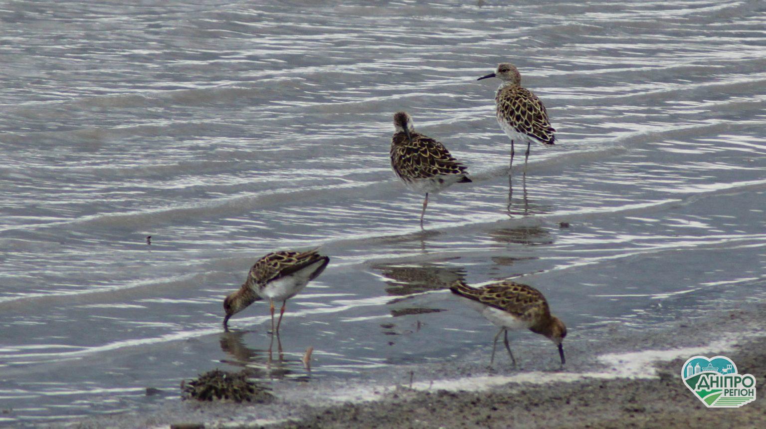 На Дніпропетровщині побачили дуже рідких птахів (ФОТО) На Дніпропетровщині побачили дуже рідких птахів (ФОТО)
