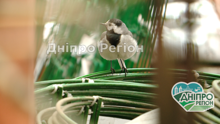 Небувалий випадок: у Дніпрі в гіпермаркеті трясогузка звела гніздо (ВІДЕО) Небувалий випадок: у Дніпрі в гіпермаркеті трясогузка звела гніздо (ВІДЕО)