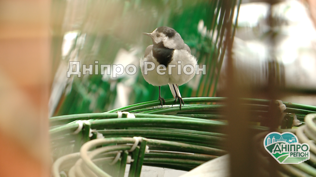 Небувалий випадок: у Дніпрі в гіпермаркеті трясогузка звела гніздо (ВІДЕО) Небувалий випадок: у Дніпрі в гіпермаркеті трясогузка звела гніздо (ВІДЕО)