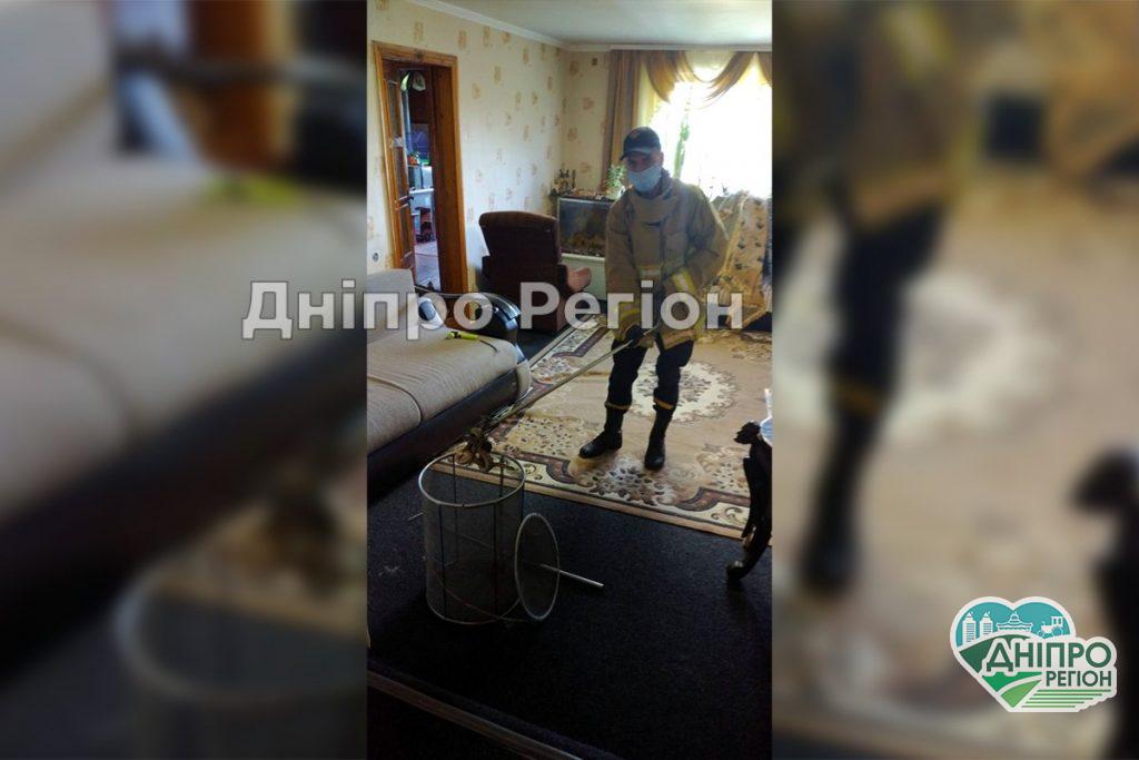 Обережно! На Дніпропетровщині змії лізуть до людей в хату (ФОТО)