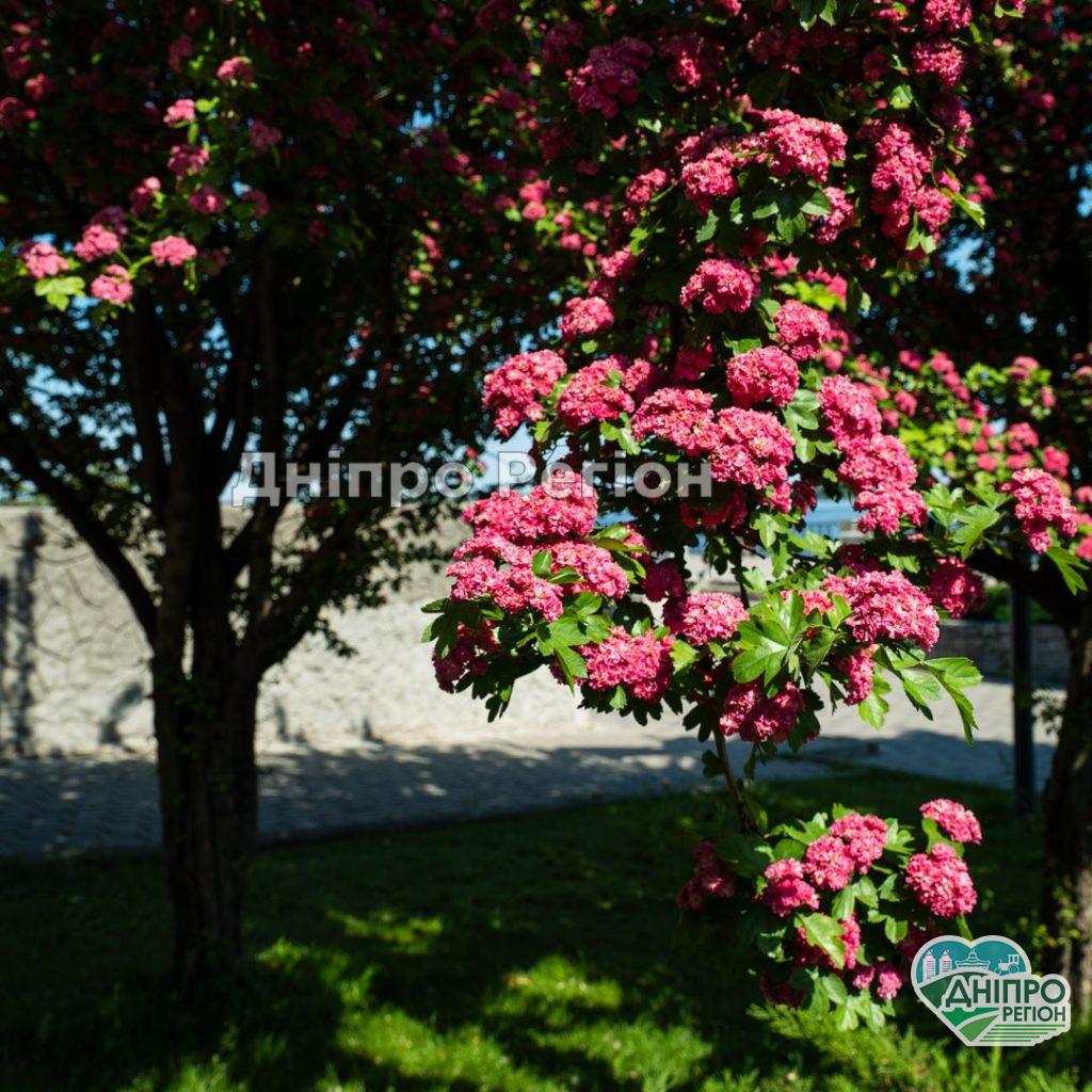 Дуже красиво: у Дніпрі на Набережній яскраво цвіте глід (ФОТО) Дуже красиво: у Дніпрі на Набережній яскраво цвіте глід (ФОТО)