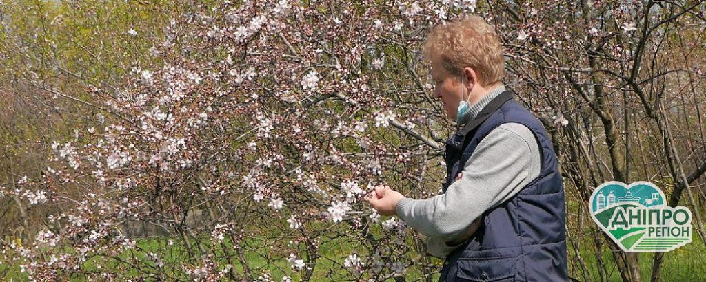 На півмісяця пізніше: у ботсаду ДНУ розквітло мигдальне дерево (ФОТО)