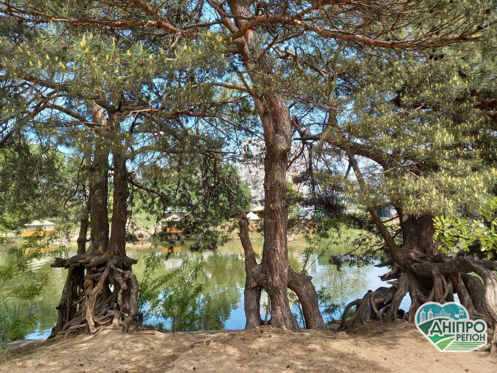 У Дніпрі побачали "ходячі" ялинки, що ростуть на курячих ніжках (ФОТО)