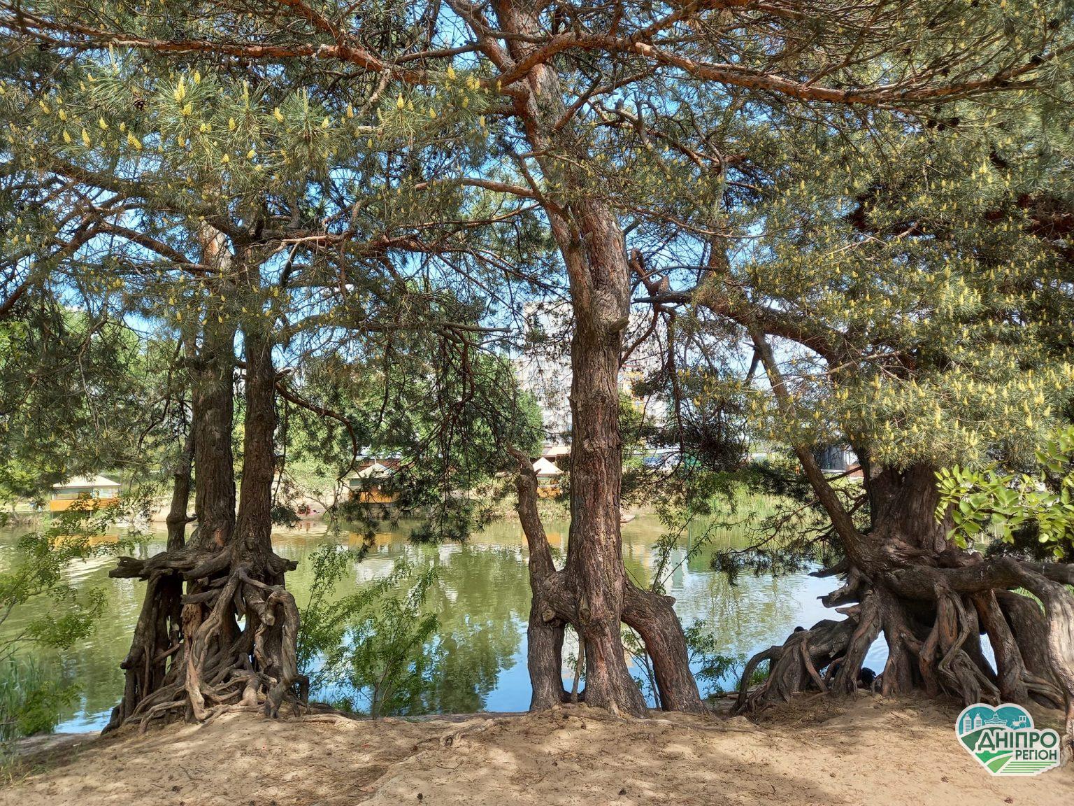 У Дніпрі побачали "ходячі" ялинки, що ростуть на курячих ніжках (ФОТО)