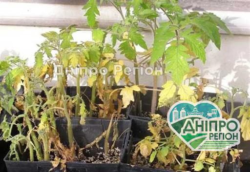 Чому розсада може в’янути. Прості секрети, як врятувати рослини Чому розсада може в'янути. Прості секрети, як врятувати рослини