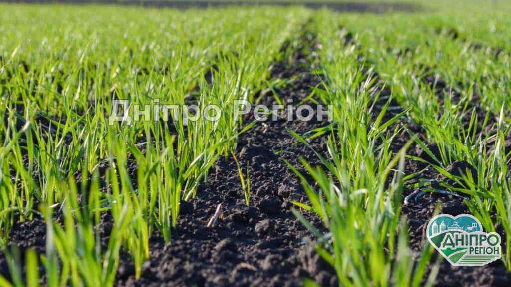 З липня 2021 року мешканці Дніпропетровщини зможуть купити або продати землю: що треба знати