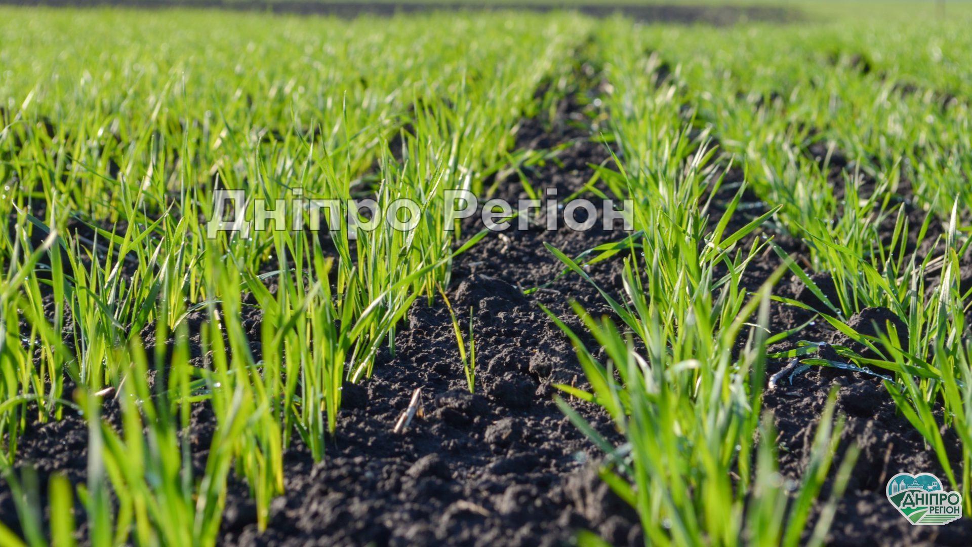 З липня 2021 року мешканці Дніпропетровщини зможуть купити або продати землю: що треба знати