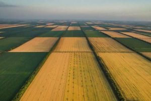 Земля подорожчає, не поспішайте продавати: скільки дадуть за гектар після відкриття ринку