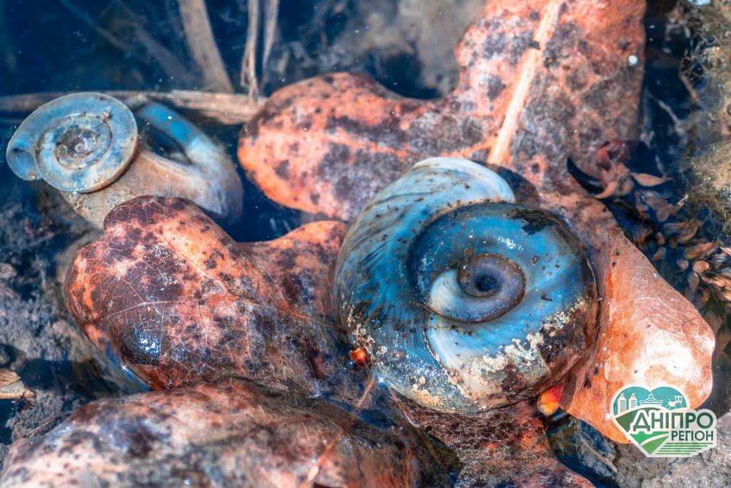 Яка красива Верхньодніпровщина: неймовірні кадри у степах і лісах (ФОТО) Яка красива Верхньодніпровщина: неймовірні кадри у степах і лісах (ФОТО)