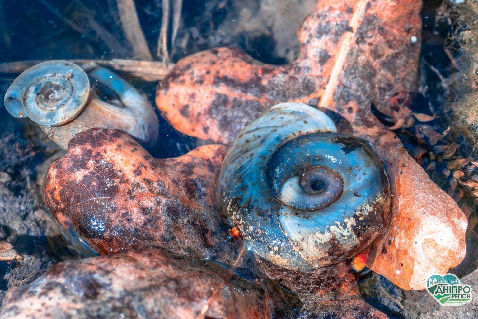 Яка красива Верхньодніпровщина: неймовірні кадри у степах і лісах (ФОТО) Яка красива Верхньодніпровщина: неймовірні кадри у степах і лісах (ФОТО)