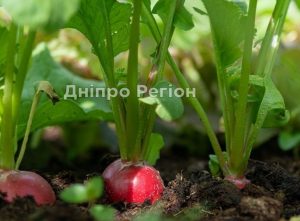Як правильно вирощувати редис, щоб отримати гарний урожай
