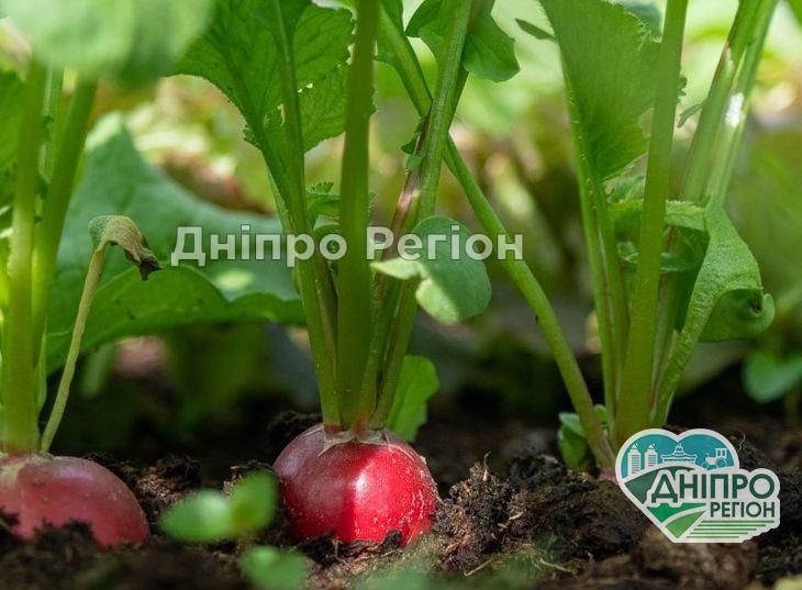 Як правильно вирощувати редис, щоб отримати гарний урожай Що можна посадити на городі у жовтні