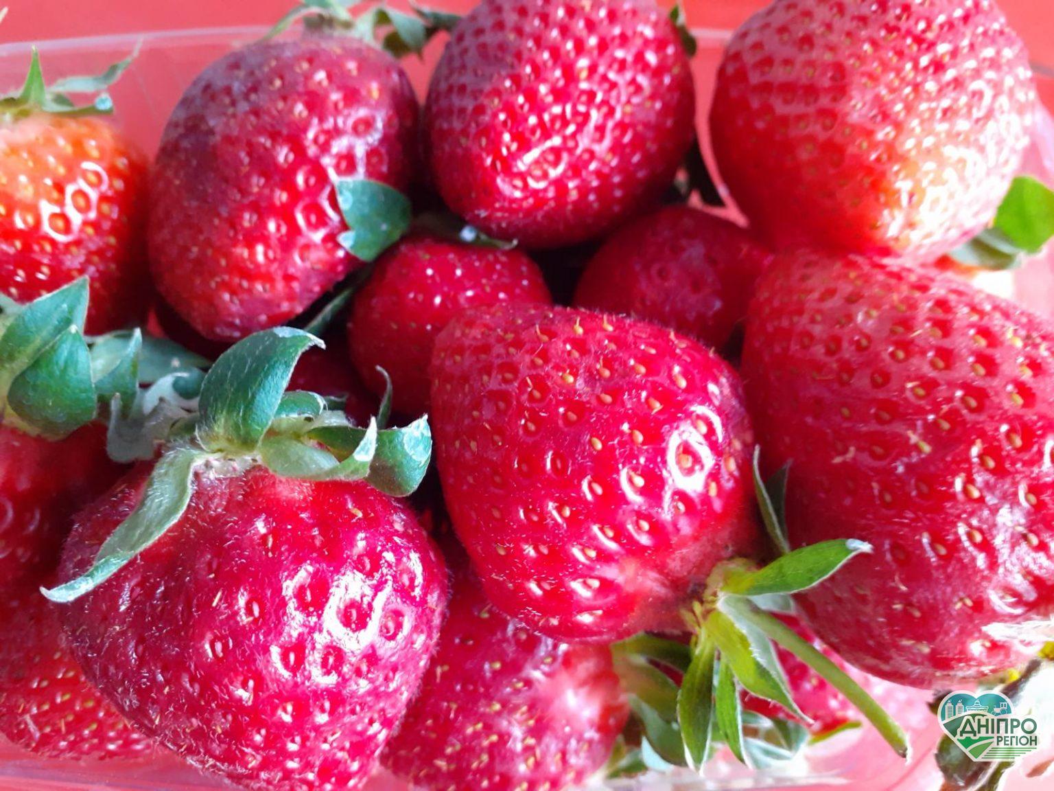 На Дніпропетровщині почався полуничний рай: ціна на ягоду стрімко падає (ФОТО)