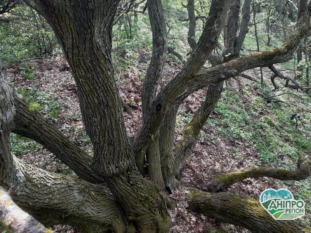 На Дніпропетровщині росте казкова стара липа (ФОТО)