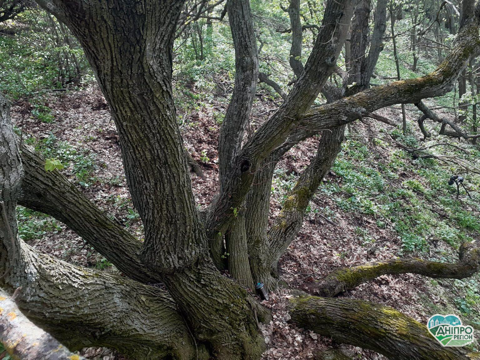 На Дніпропетровщині росте казкова стара липа (ФОТО) На Дніпропетровщині росте казкова стара липа (ФОТО)