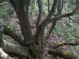 На Дніпропетровщині росте казкова стара липа (ФОТО)