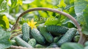 Лимонна кислота допомагає при вирощуванні огірків: прості секрети