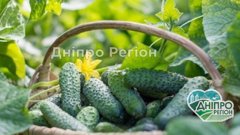 Лимонна кислота допомагає при вирощуванні огірків: прості секрети