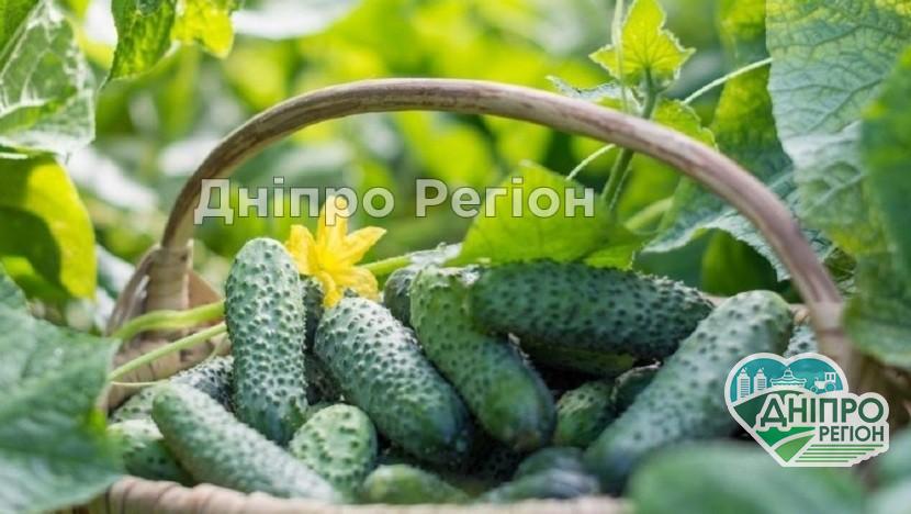 Лимонна кислота допомагає при вирощуванні огірків: прості секрети Лимонна кислота допомагає при вирощуванні огірків: прості секрети