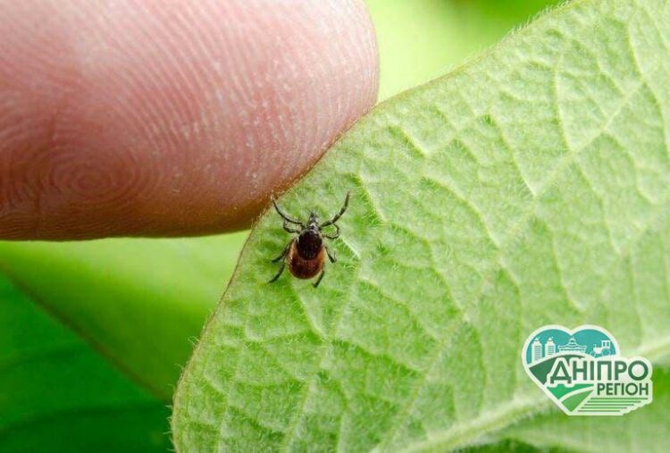 Кліщовий бореліоз – хвороба Лайма: у Дніпрі та області активізувалися небезпечні кровопивці Кліщовий бореліоз - хвороба Лайма: у Дніпрі та області активізувалися небезпечні кровопивці