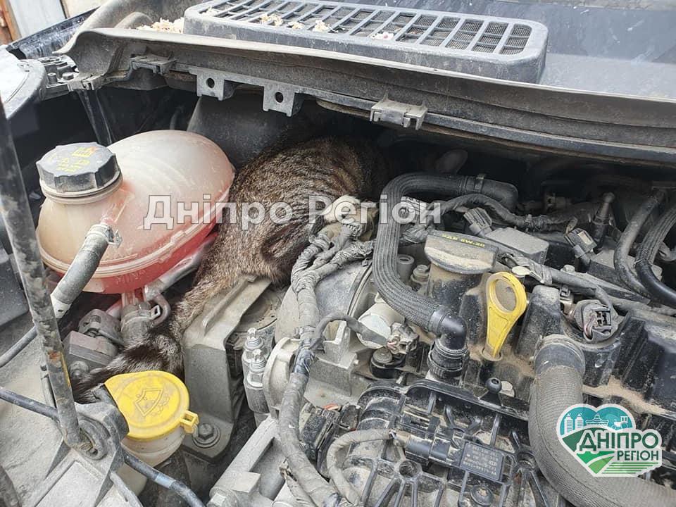 У Бердянську кішка залізла під капот машини й спокійно приїхала до Дніпра: їй шукають господаря (ФОТО) У Бердянську кішка залізла під капот машини й спокійно приїхала до Дніпра: їй шукають господаря (ФОТО)