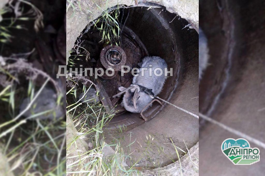 У Марганці рятувальники дістали козу, яка впала у колодязь (ФОТО) У Марганці рятувальники дістали козу, яка впала у колодязь (ФОТО)