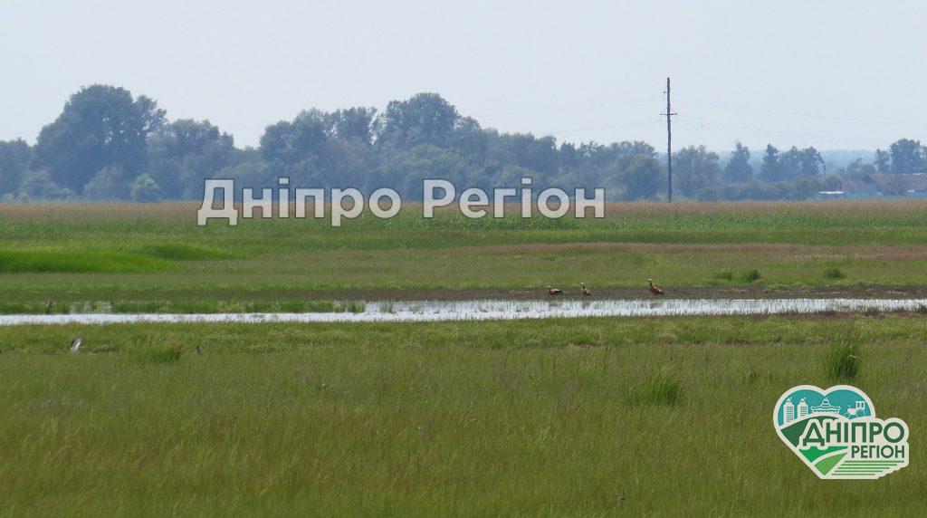 На Дніпропетровщині знищують Булахівський лиман (ФОТО)