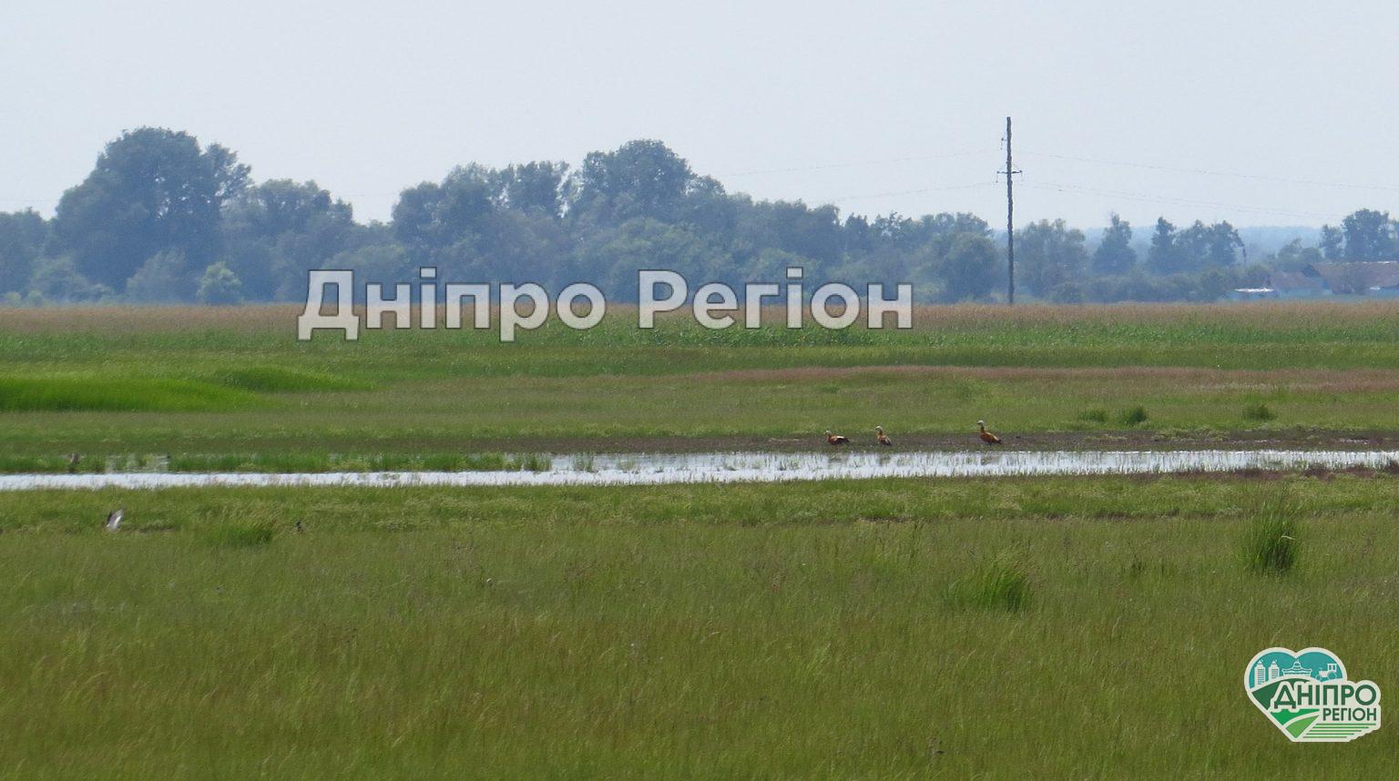 На Дніпропетровщині знищують Булахівський лиман (ФОТО) На Дніпропетровщині знищують Булахівський лиман (ФОТО)