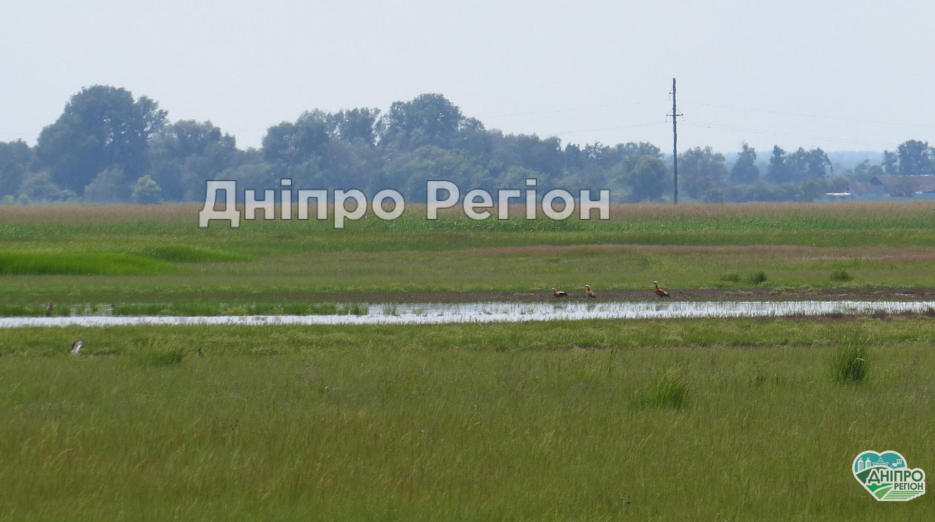 На Дніпропетровщині знищують Булахівський лиман (ФОТО)