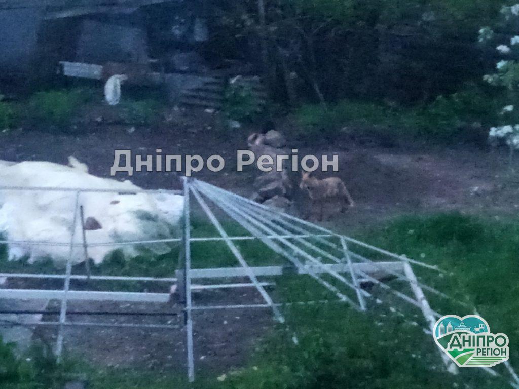 У Дніпрі лисиця з`їла трьох кошенят та загризла кішку: люди налякані та не знають, що робити (ФОТО) У Дніпрі лисиця з`їла трьох кошенят та загризла кішку: люди налякані та не знають, що робити (ФОТО)