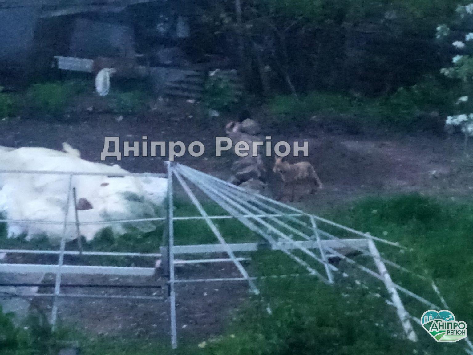 У Дніпрі лисиця з`їла трьох кошенят та загризла кішку: люди налякані та не знають, що робити (ФОТО)