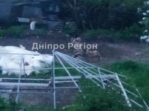 У Дніпрі лисиця з`їла трьох кошенят та загризла кішку: люди налякані та не знають, що робити (ФОТО)
