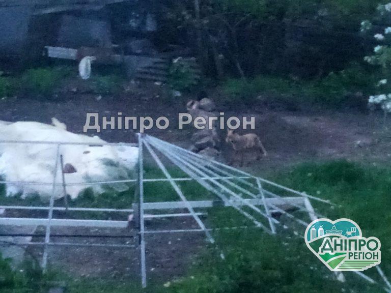 У Дніпрі лисиця з`їла трьох кошенят та загризла кішку: люди налякані та не знають, що робити (ФОТО)