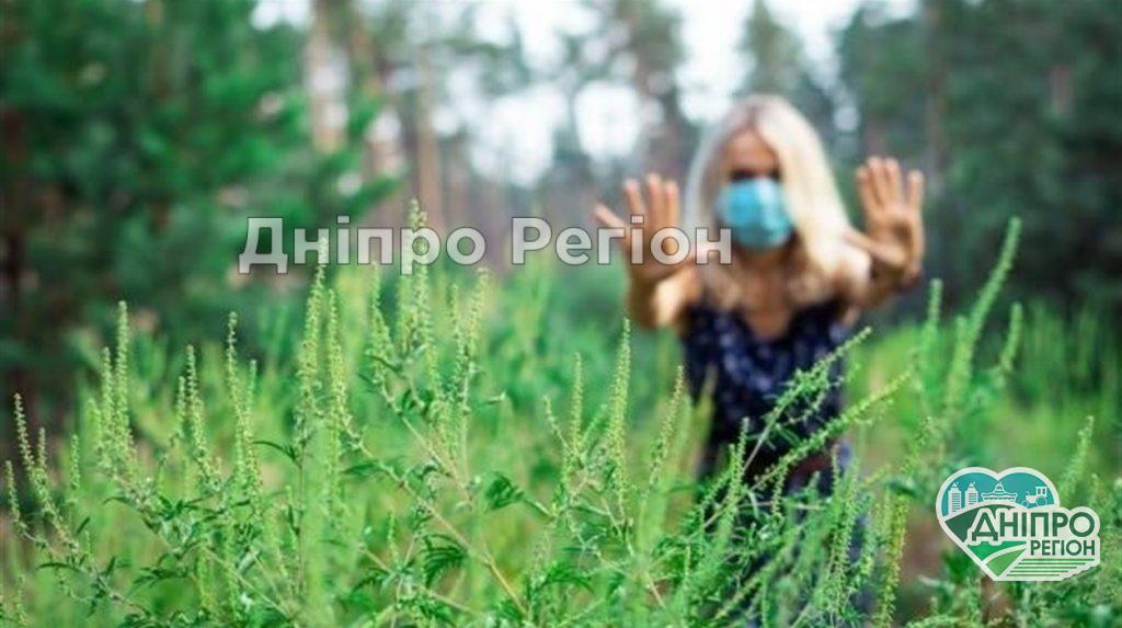 У Дніпрі почали боротьбу з амброзією: місто оброблятимуть спеціальним препаратом